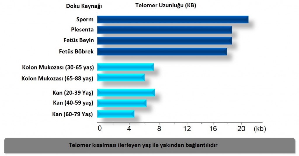 telomer kısalması